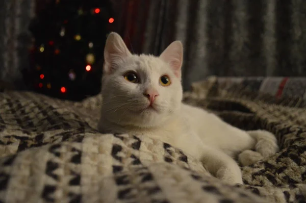 白猫在圣诞灯前躺在床上休息 — 图库照片