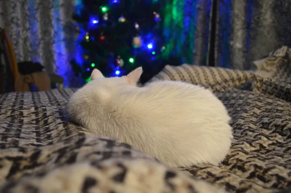 Vit Katt Sover Säng Framför Julbelysning — Stockfoto