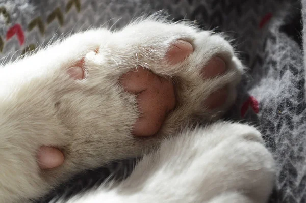 Nahaufnahme Von Weißen Katzenpfoten — Stockfoto