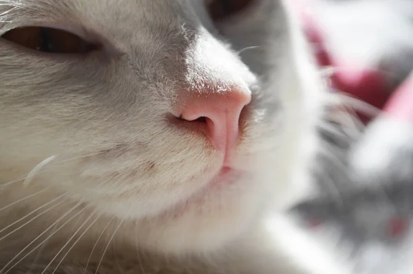 白い猫の頭のクローズアップ — ストック写真
