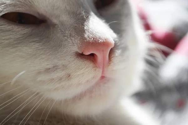 Primo Piano Della Testa Gatto Bianco — Foto Stock