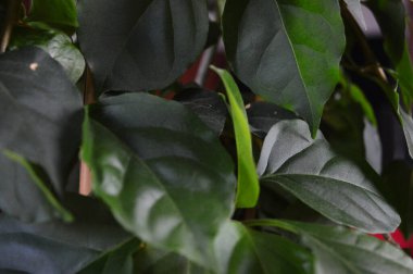 Yeşil bitki yapraklarına yakın çekim