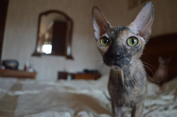 不思議な緑目Sphynx猫見ますカメラ — ストック写真
