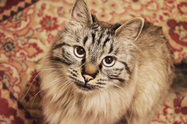 Primer Plano Del Gato Ojos Azules Sentado Suelo —  Fotos de Stock