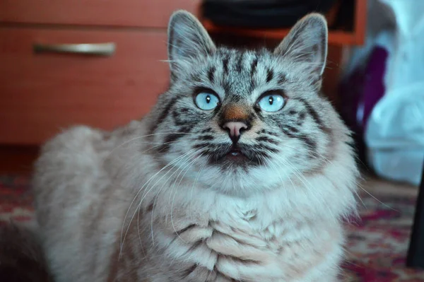 蓝眼睛胖胖的猫的近视 — 图库照片