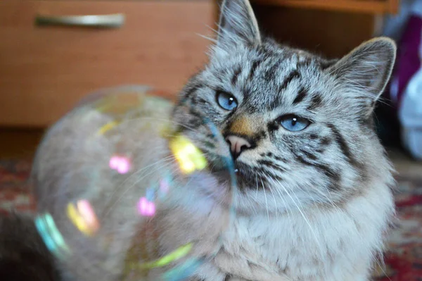 Nahaufnahme Einer Blauäugigen Gestromten Katze Beim Anblick Einer Blase — Stockfoto