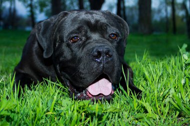  Cane Corso. renk siyah