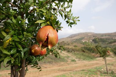 Bahçede olgunlaşan olgun nar meyveleri.
