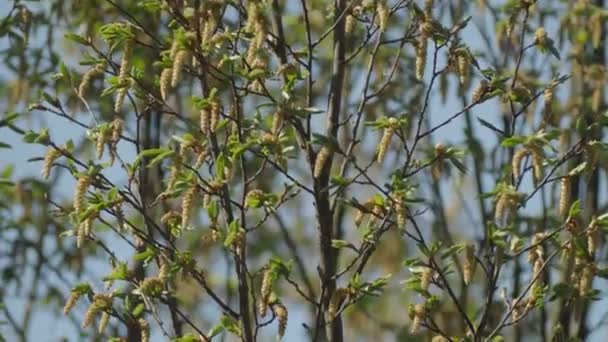 Drzewo Mimosa Kwitnące Wiosną — Wideo stockowe