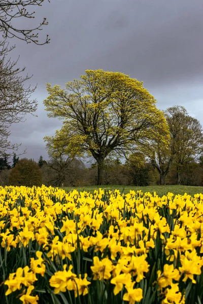 Campo Flores Amarillas Primavera Árbol Grande — Foto de Stock