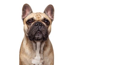 Beyaz arka planda izole edilmiş Fransız bulldog çekimi. Köpeğin stüdyo fotoğrafı..