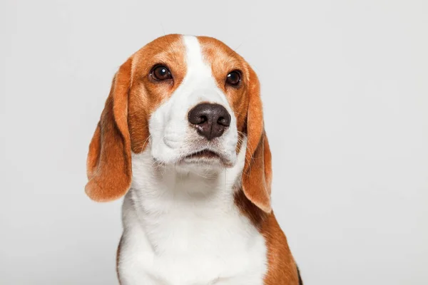 Портрет Собаки Бигл Вблизи Изолирован Светло Сером Фоне — стоковое фото