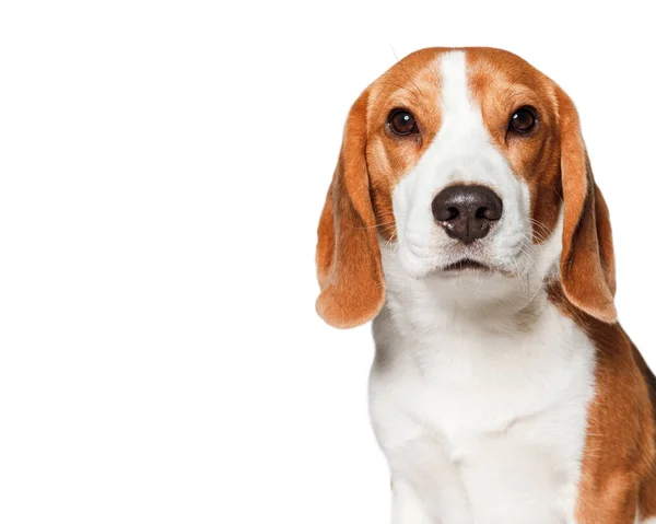 Retrato Cão Beagle Isolado Fundo Branco — Fotografia de Stock