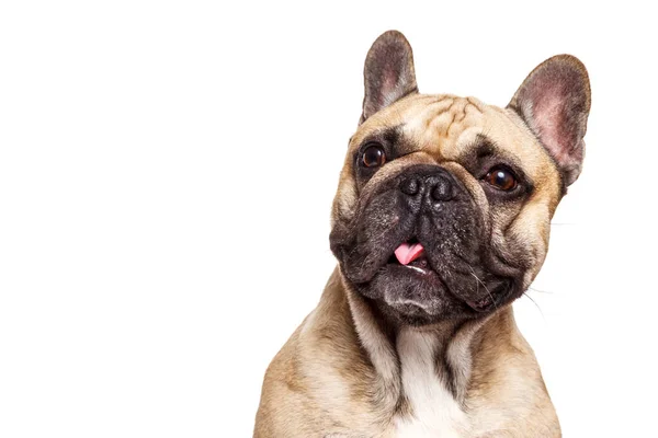 Engraçado Francês Bulldog Isolado Contra Branco Fundo Furar Ela Língua — Fotografia de Stock