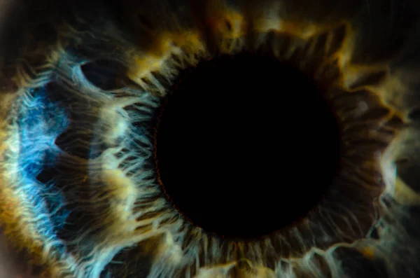 Bardzo Bliskie Makro Zdjęcie Ludzkiego Oka Zbliżenie Oczu Człowieka Płytką — Zdjęcie stockowe