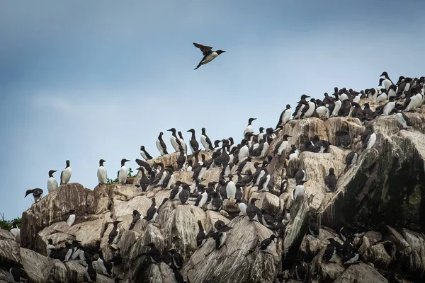 Zeevogels gewone Murre — Stockfoto