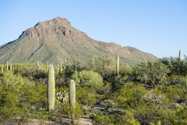 Tucson 'da Saguaros
