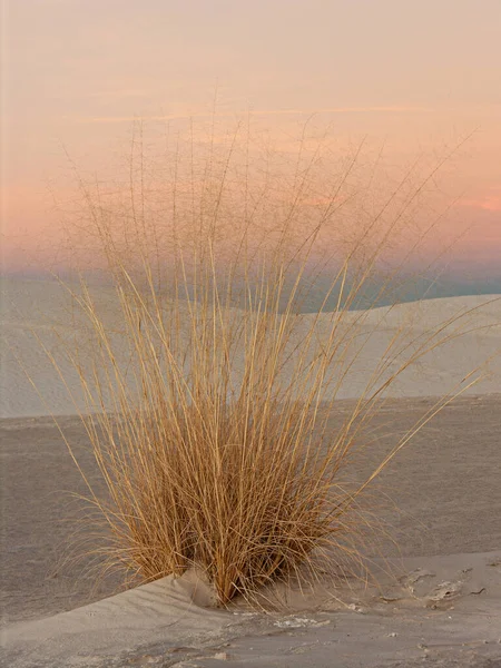 Desert Grasses White Sands National Park — 스톡 사진