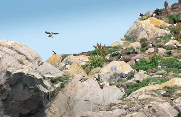 Atlantic Puffin Seabird Colony Newfoundland — Stockfoto