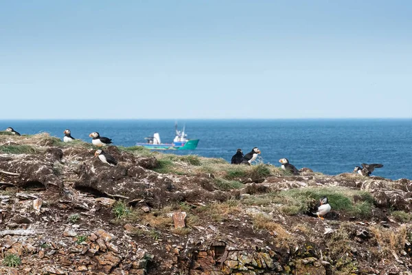 Atlantische Papegaaiduikers Broeden Newfoundland Seashore — Stockfoto