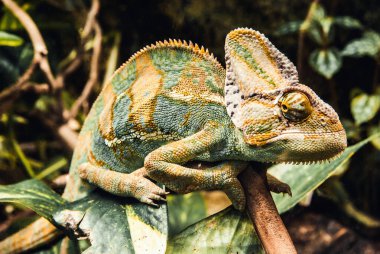 Sarı-yeşil bukalemun dalda duruyor.