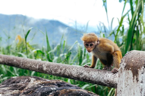 Little scared monkey is watching the walking tourists in Sri Lanka