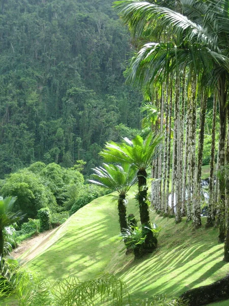 Balade Dans Les Jardins Balata — Stock Photo, Image