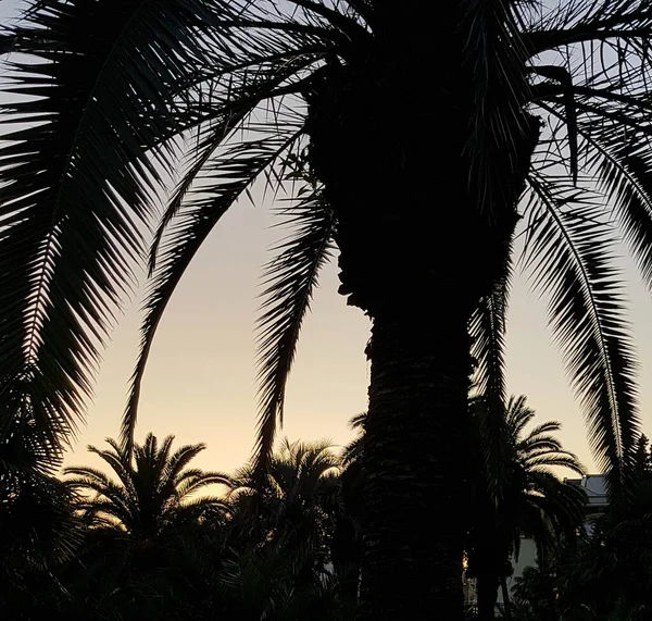 Eine Silhouette Der Palme Abend Sotschi — Stockfoto