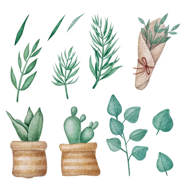 Zestaw Akwarelowymi Roślinami Kaktusami Ręcznie Robione Ilustracje Przyroda Naturalnie Kolekcja — Zdjęcie stockowe