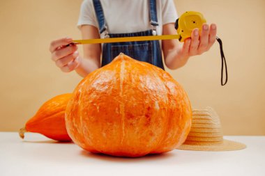 Büyük olgun balkabağı bulanık bir çiftçi tarafından mezurayla ölçülür..