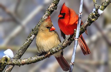 A pair of cardinals perching on tree branch clipart