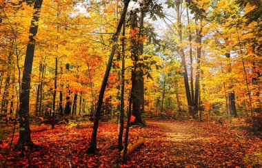 Bir orman patikasının sonbahar rengi