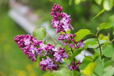 Bahçede açan leylak çiçeği