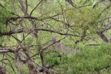 Ave en Naturaleza / Huanuco - Peru