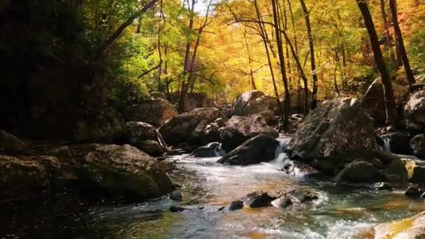 Autumn Footage Creek — Stock Video