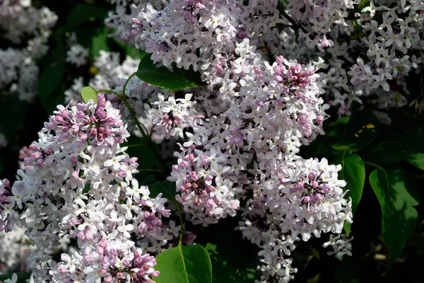 Flowers Earth Photo — Foto Stock