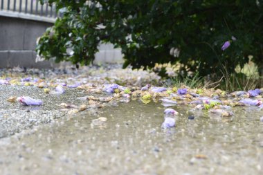 Floowers on the street photo