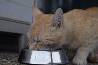 Cat's eating time photography