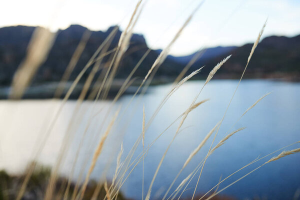 Dry wild grasses blow in the breeze with the wild mountains and lake behind them. High quality photo