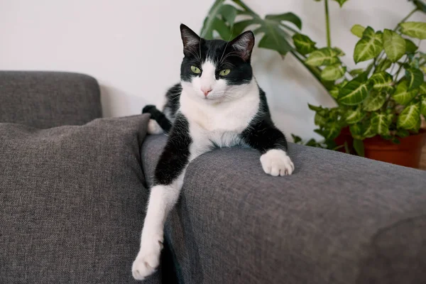 A calm Tuxedo kitten relaxes on the arm of a couch at home. High quality photo