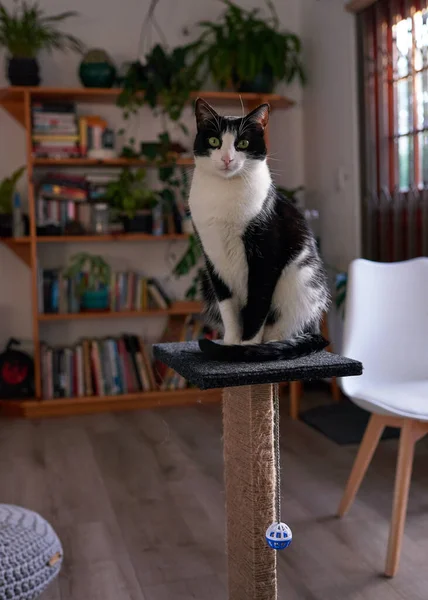 stock image A young black and white cat sits on scratch post in the lounge and poses. High quality photo