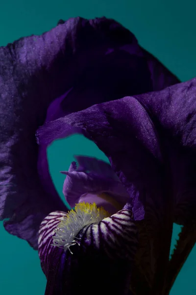 Iris Germanica 'nın mor, leylak ya da mavi çiçekleri var. Bu da hoş ve hoş bir koku yayıyor. Bahçede ya da saksılarda yetişebilir. Mor ve mavi renk paleti