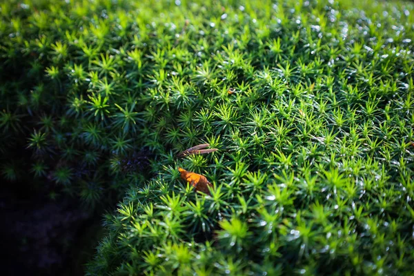 Prachtig Groen Mos Het Voorjaarsbos — Stockfoto