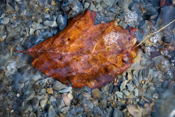 Kırsalda bir pınar. Taşların üzerinden akan su