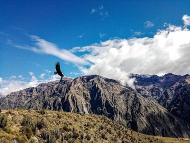 Condor en caon del Colca, Per