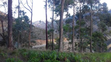 Ağaçlar dünyanın belkemiğidir, onlar olmadan biz bir hiçiz..