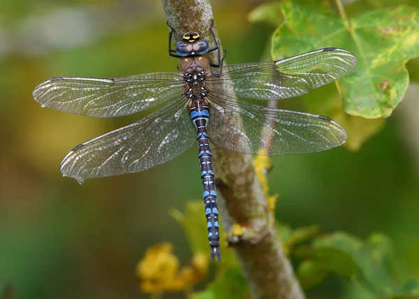 Emperor Dragonfly Perched Tree Wings Open — Stock Photo, Image