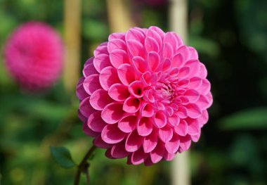 Güzel pembe top kafanın yakınında Dahlia çiçek açar doğal ışıklandırma ve arka planda .