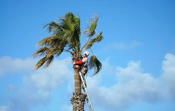 PLAYA BLANCA, LANZAROTE, İSPAN - 21 Mart 2022: Palmiye ağacını mavi gökyüzüne karşı budamak için merdivenin tepesindeki adam.