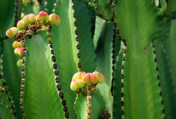 Gros Plan Sur Cactus Lanzarote Dans Les Fruits — Photo